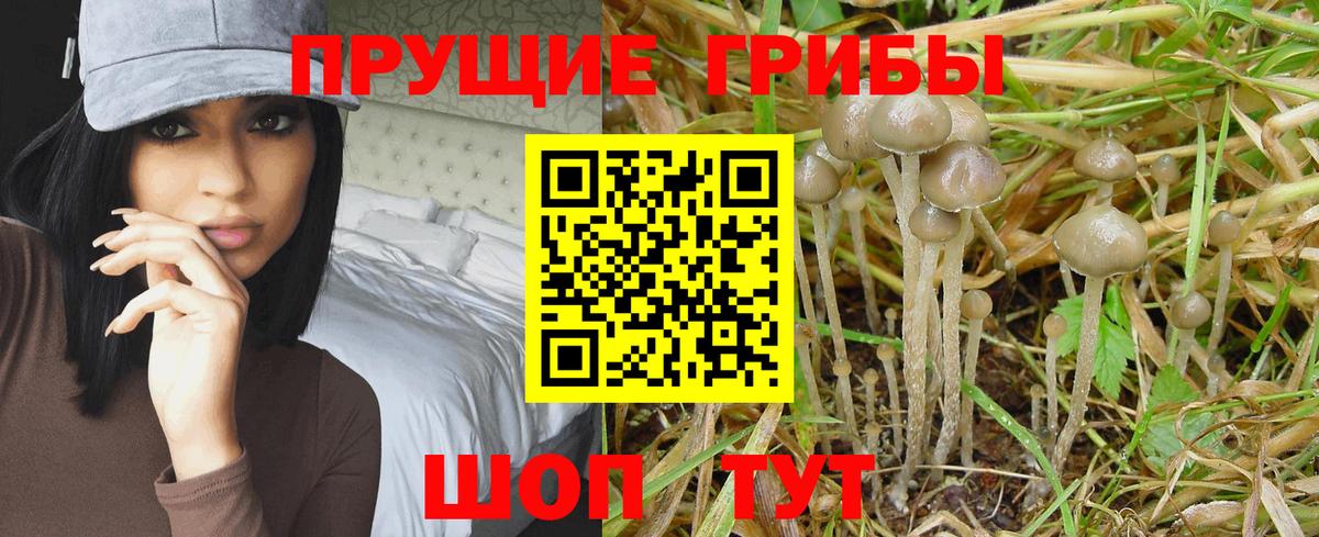 Серов  Галлюциногенные грибы мухоморы  Вход с VPN  где найти наркотики  Галлюциногенные грибы Psilocybine cubensis 